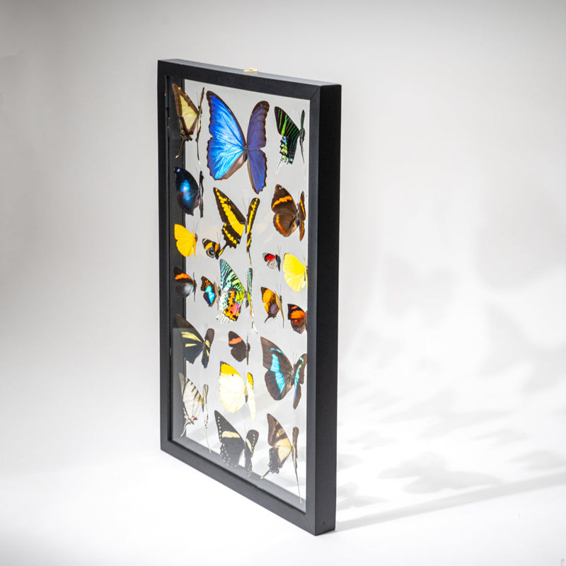 22 Genuine Butterflies In Black Display Frame