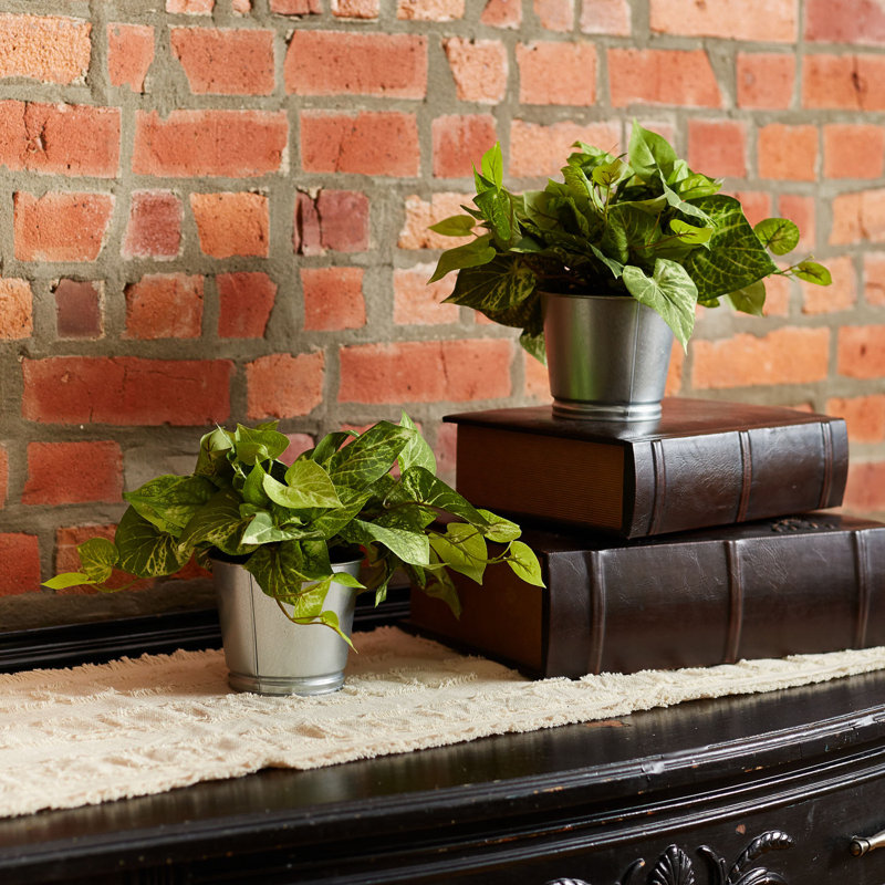 Plante ivy en pot pothos vine