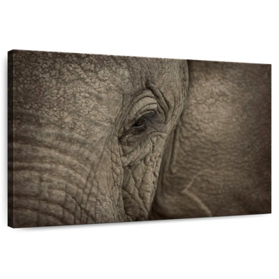 Brampt African Elephant Eye