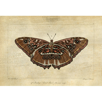 Crackled Canvas Moth III Print