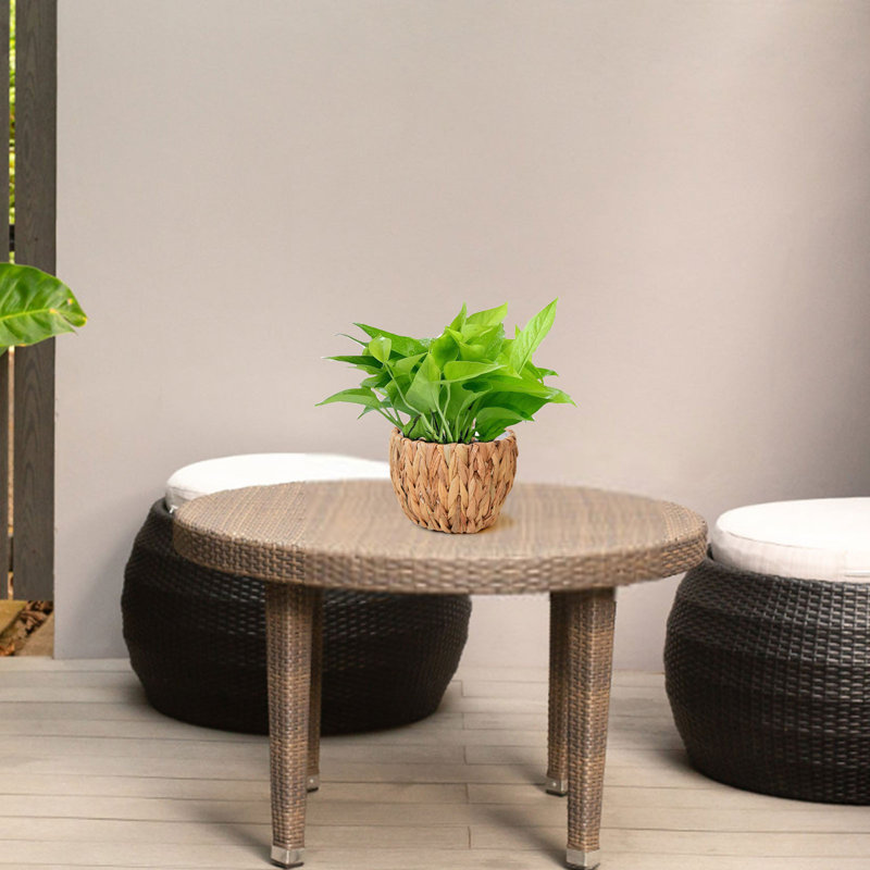 Pots de fleurs, BWM
