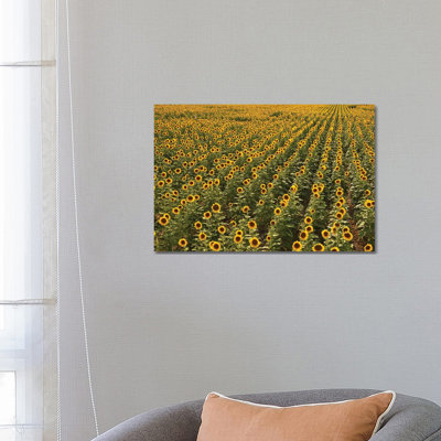 Kansas Sunflower Field by Brian Wolf - Wrapped Canvas Print