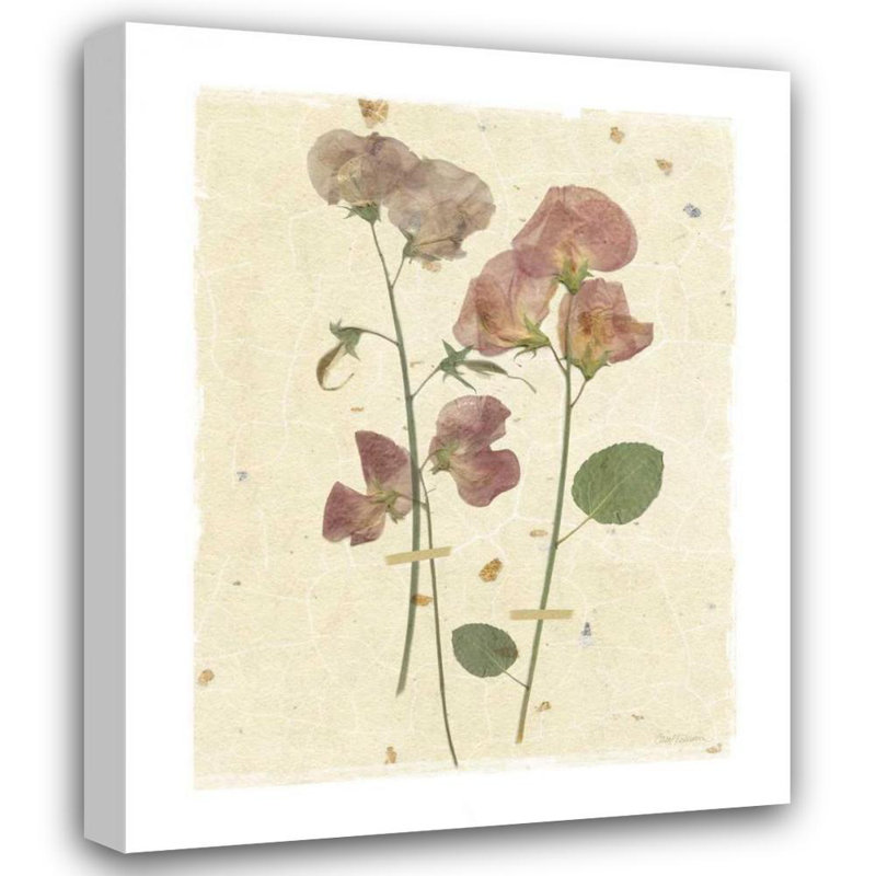 ArtDirect Robinson, Carol Gallery Wrapped Canvas Art Titled: Pressed Sweetpea, 44" H x 36" W