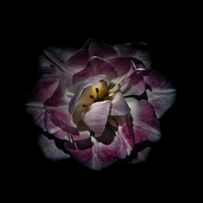 Mauve et pivoine blanche