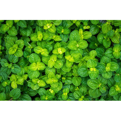 Feuille verte - photographie sur toile tendue