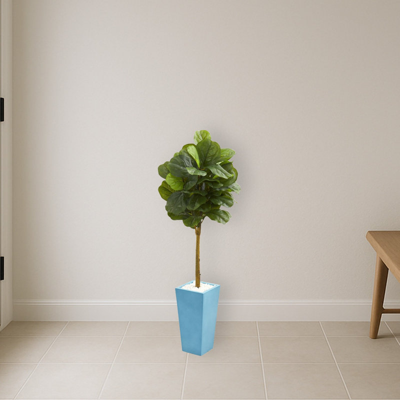 Fiddle Leaf Tree in Turquoise Planter