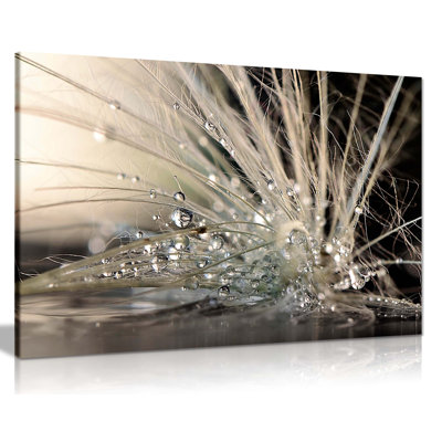 Water Droplets Feather - Wrapped Canvas Print