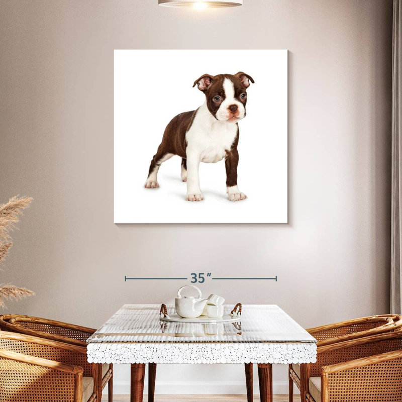 Crowle Baby Boston Terrier, 39" H x 39" W