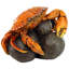 Coastal Crab Garden Statue