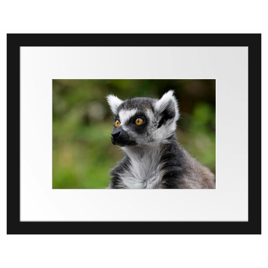 Neugieriger Ringelschwanzlemur Gerahmter fotografischer Kunstdruck