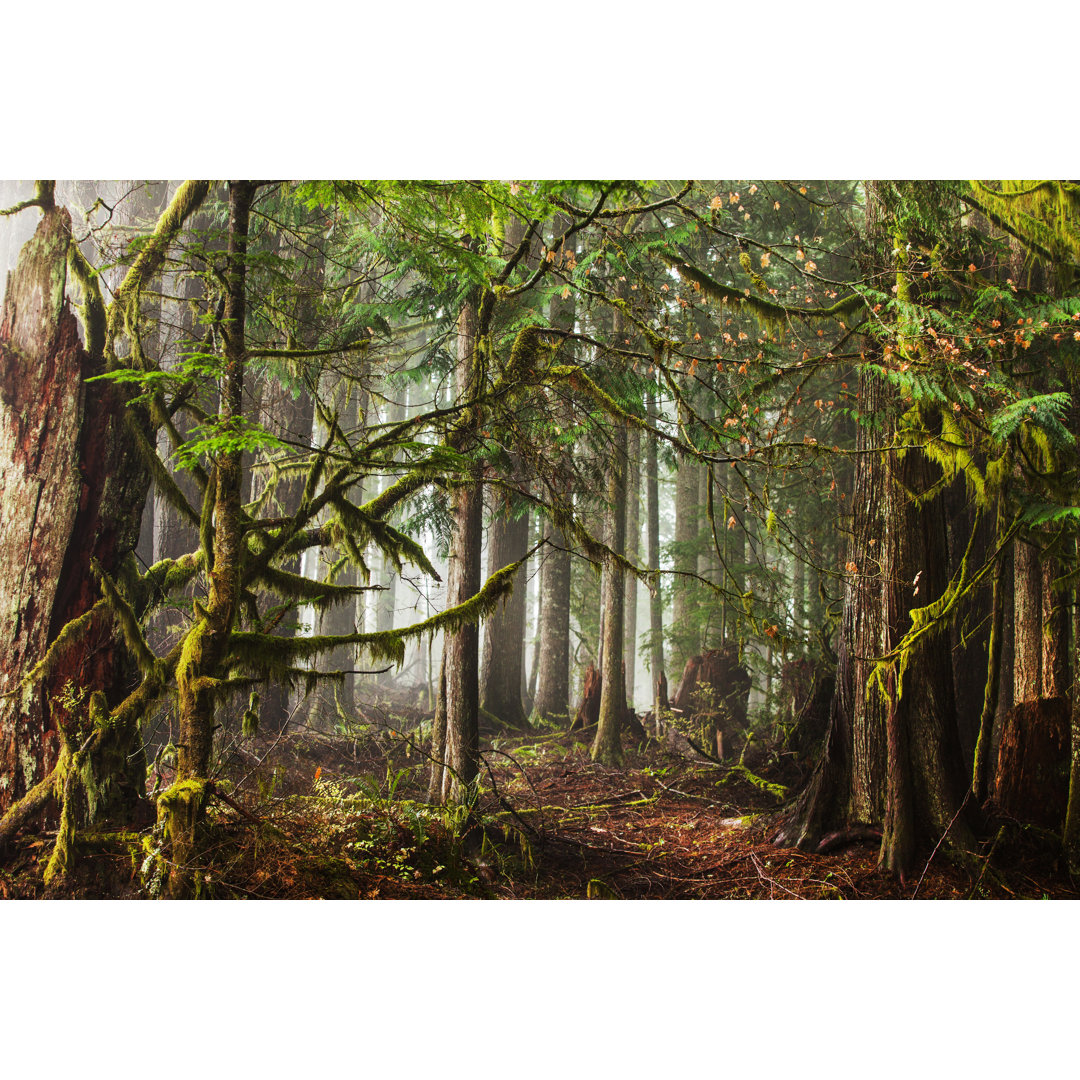 Nebel im Wald von Andipantz - Leinwandbild