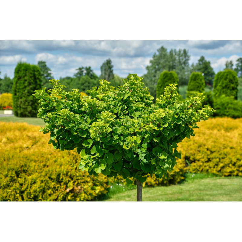Castaic Closeup Of Ginkgo Tree - Wrapped Canvas Print, 51cm H x 76cm W x 3.8cm D