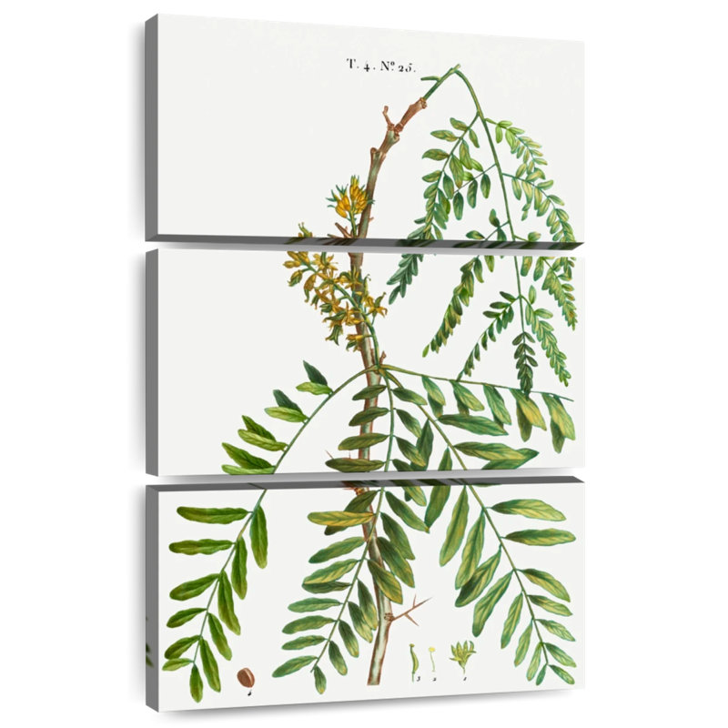 Harnek miel acridien Gleditsia Triacanthos, H 38 po x l 24 po