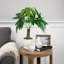 20 plantes
