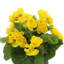 Arrangement floral bégonia-920028642-813824248