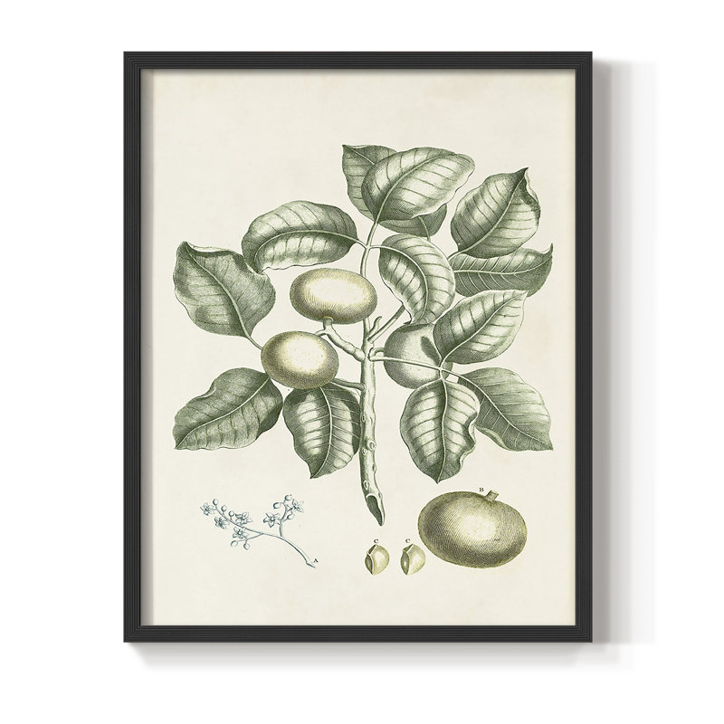 «Buchoz Tropicals I», reproduction encadrée - bois massif, Cadre simple noir, H 28 po x l 22 po