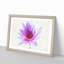 Water Lily - Picture Frame Painting Print-56734443-56734444