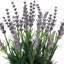 10 plantes