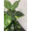 60cm Faux Plant in Pot Liner