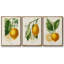 Citron français I 3 pièces-97795858-97795860