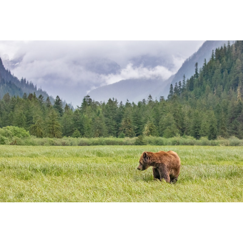 Grizzly Bear In A Meadow by KenCanning - Wrapped Canvas Print, 51cm H x 76cm W