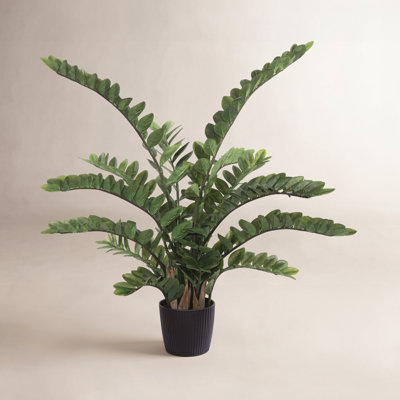 Zen ZZ Plant in Pot