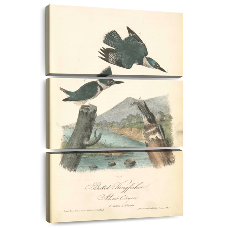 Martin-pêcheur ceinturé Brampt, H 32 po x l 20 po