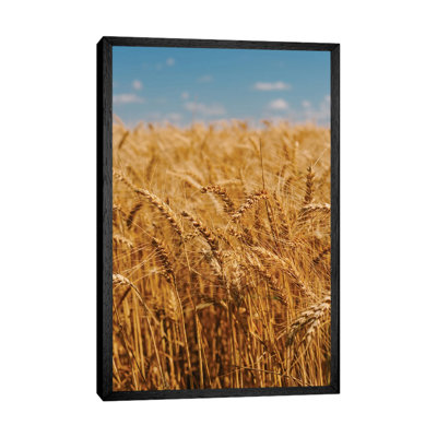 Summer Wheat Fields by Bethany Young - Print on Canvas
