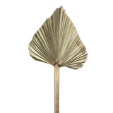 Fresnel Palm Arrangement