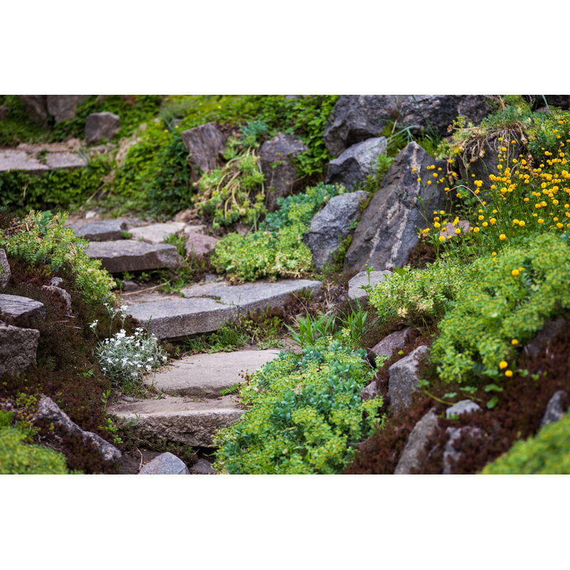 Lynda Green Garden par - Photographie de toile tendue, H 32 po x l 48 po