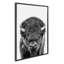 «Bison Portrait Black and White» par Amy Peterson, reproduction d'art sur toile encadrée-2107695451-2106550308