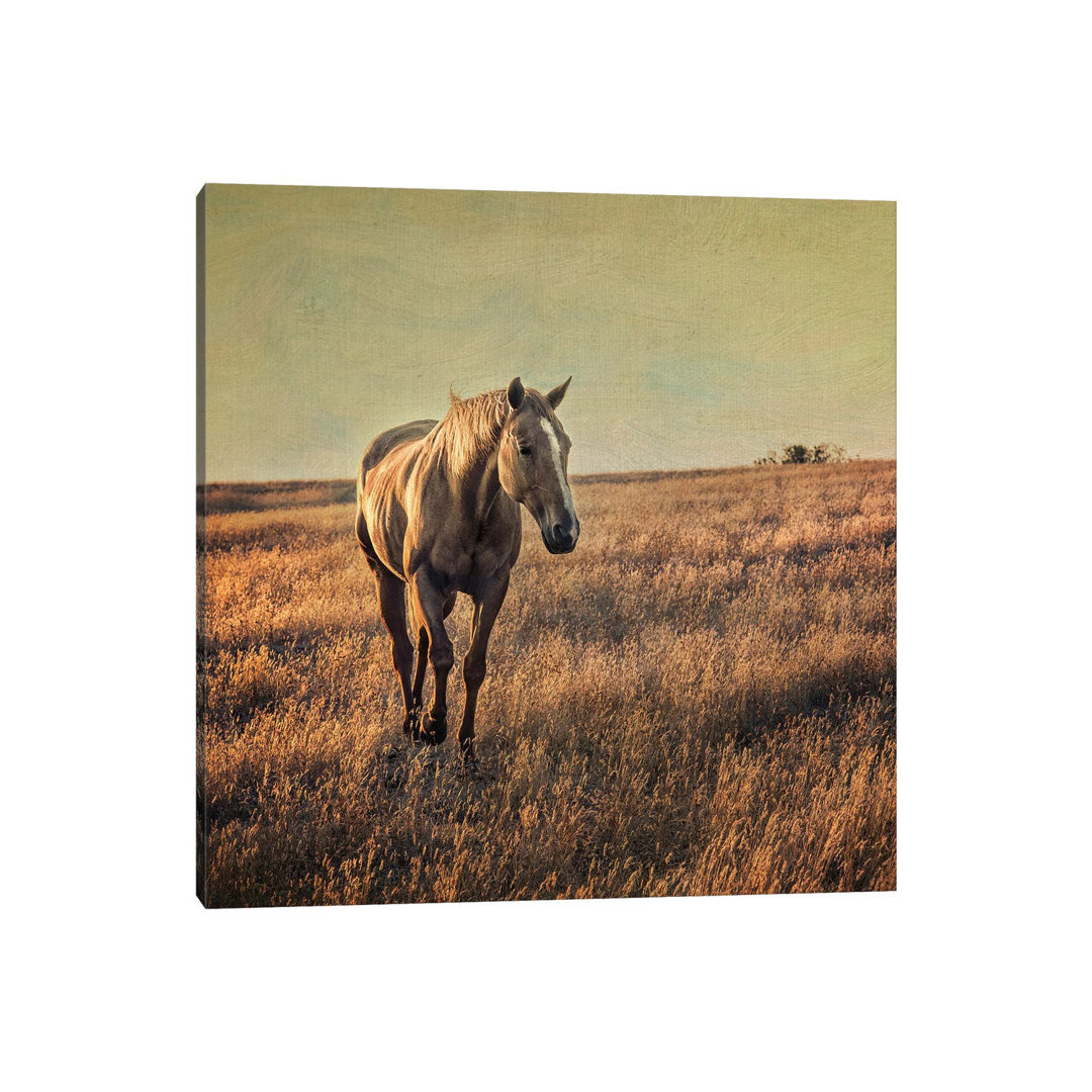Equine by MScottPhotography - Wrapped Canvas Painting