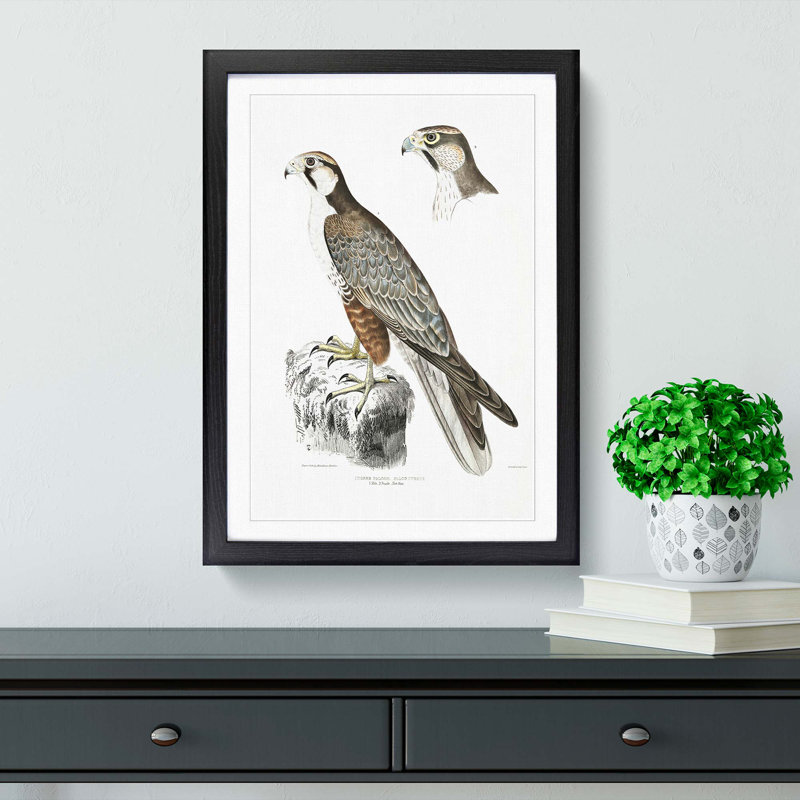 Jugger Falcon Illustration by John Edward Gray - Framed Print, Black, 76cm H x 50cm W x 2cm D