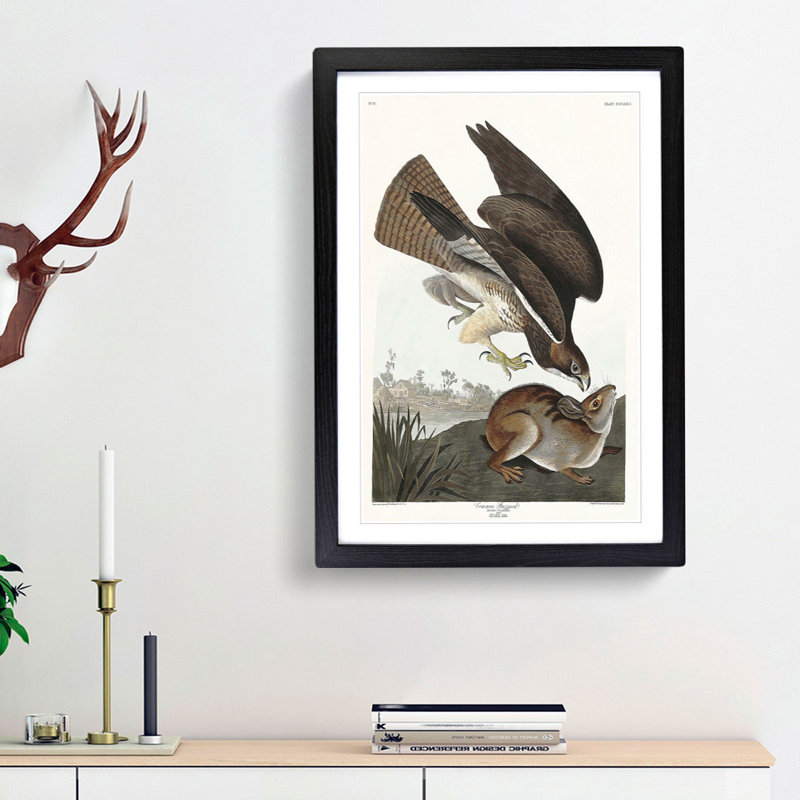 Common Buzzard & Rabbit by John Audubon - Picture Frame Painting Print, 48cm H x 36cm W x 2cm D, Black Framed