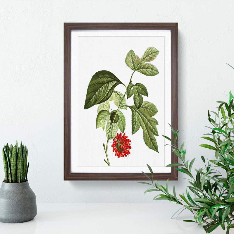 Red Mulberry Tree by Pierre-Joseph Redoute - Picture Frame Painting Print, 65cm H x 48cm W x 2cm D, Walnut Framed