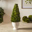 Boxwood Topiary in Ceramic Pot
