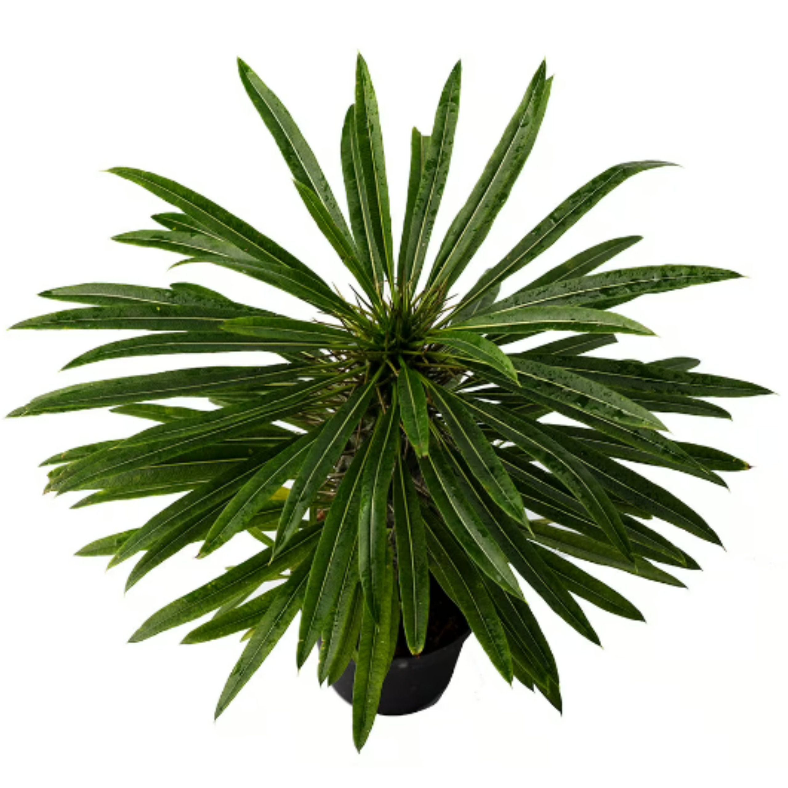 American Plant Exchange Madagascar Palm Tree, 4Inch Pot, Exotic Live Succulent, Perfect for