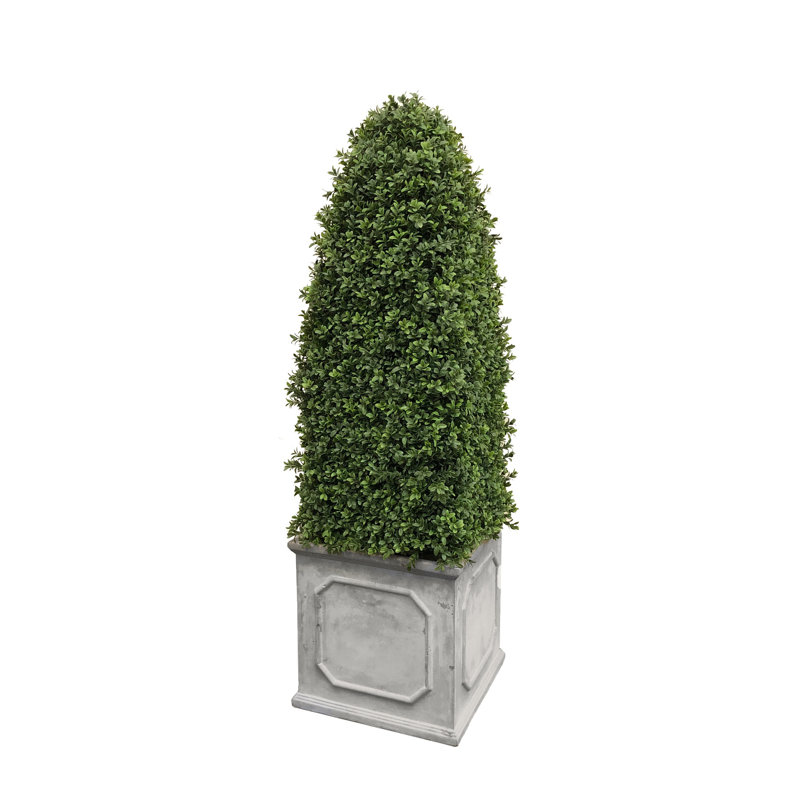 BULLET BOXWOOD IN A PLANTER