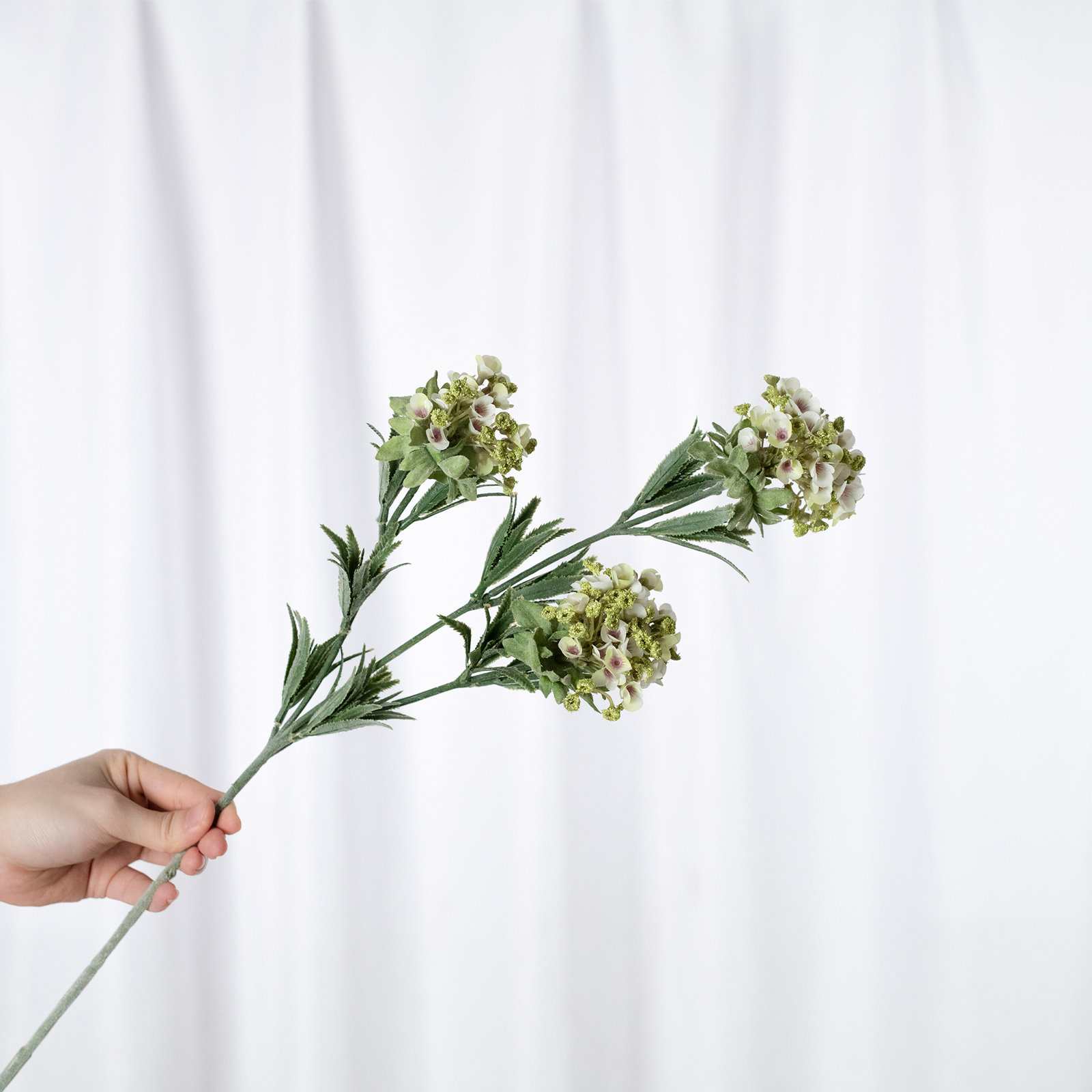 Audet Sweet Alyssum Stems, White