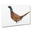 Pheasant Bird In Winter - Wrapped Canvas-56629639