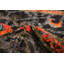 Tapis noir / orange en laine noué à la main Deluna