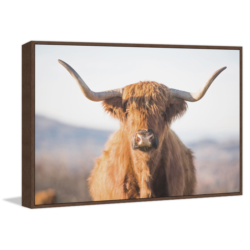 Highland Cow - Print, Floater Brow Framed Canvas, 30cm H x 30cm W x 3.81cm D