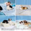 Tapis de refroidissement de literie lavable pour animaux de compagnie, couverture d'été respirante Air-Core avec toucher froid pour chiens et chats-129229944-126190715