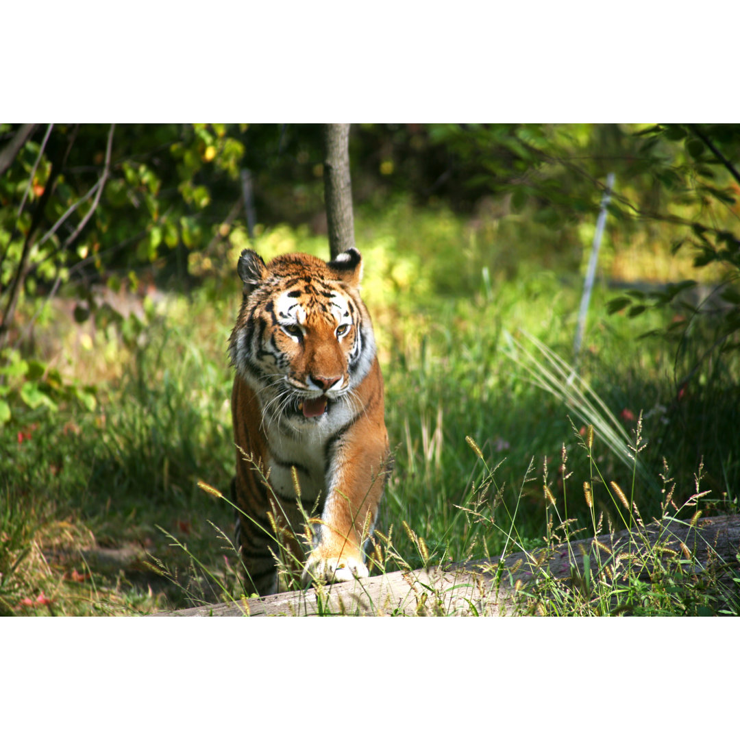 Prowling Tiger von Terraxplorer - Kunstdrucke auf Leinwand ohne Rahmen