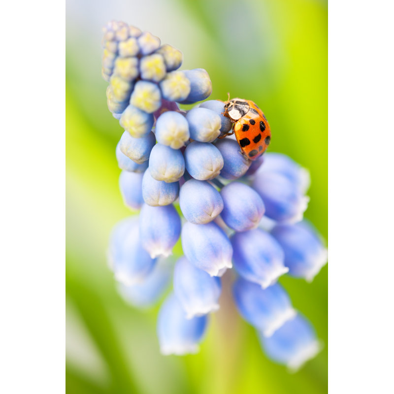 Ladybird on a Hyacinth by Cinoby, 30" H x 20" W