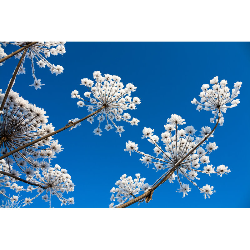 Plant In Hoarfrost by Yanikap - Wrapped Canvas Print, 30cm H x 46cm W