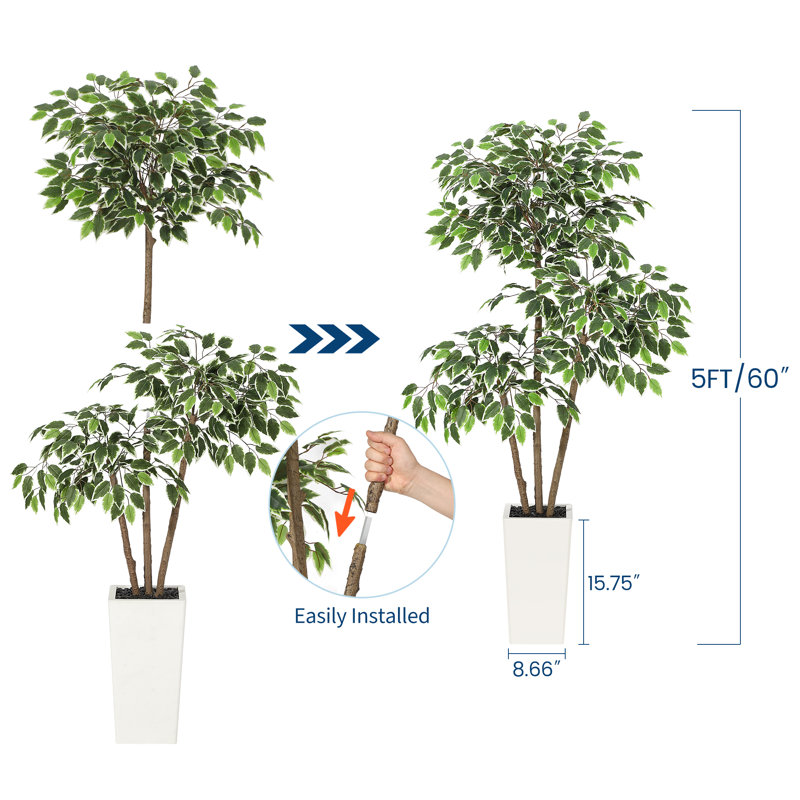 150cm Plant