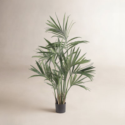 Palm Tree in Pot