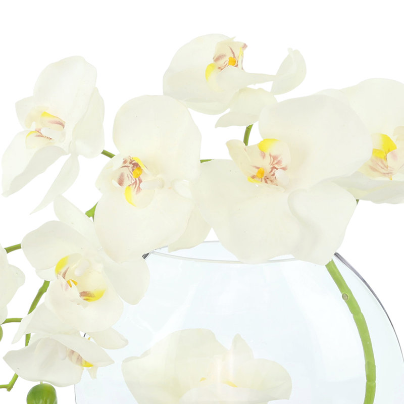 Orchid in Flat Glass Vase