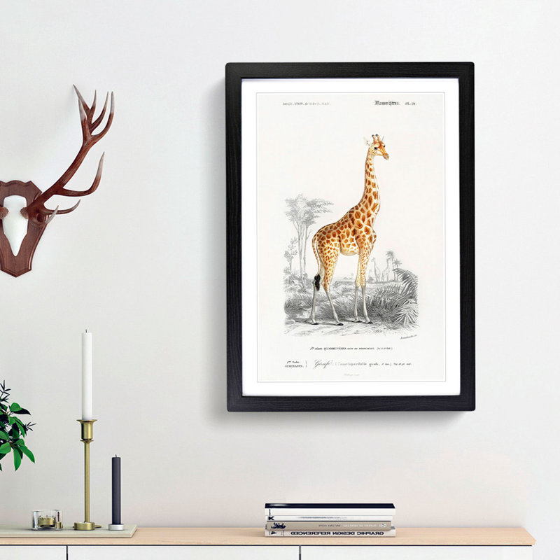 Giraffe by Charles D'Orbigny - Picture Frame Painting Print, 36cm H x 27cm W x 2cm D, Black Framed